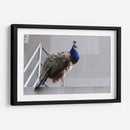 Pavorreal - Arturo Sánchez | Cuadro decorativo de Canvas Lab