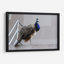 Pavorreal - Arturo Sánchez | Cuadro decorativo de Canvas Lab