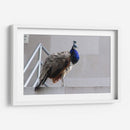 Pavorreal - Arturo Sánchez | Cuadro decorativo de Canvas Lab