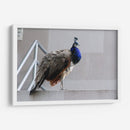 Pavorreal - Arturo Sánchez | Cuadro decorativo de Canvas Lab