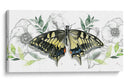 Colección De Mariposa Acuarela D - Jennifer Paxton Parker | Cuadro decorativo de Canvas Lab