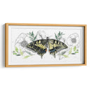 Colección De Mariposa Acuarela D - Jennifer Paxton Parker | Cuadro decorativo de Canvas Lab