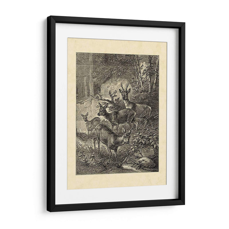 Vintage Roe Deer I - Friedrich Specht | Cuadro decorativo de Canvas Lab