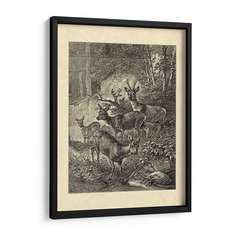 Vintage Roe Deer I - Friedrich Specht | Cuadro decorativo de Canvas Lab