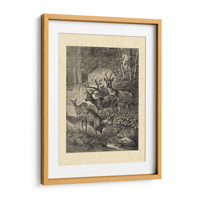 Vintage Roe Deer I - Friedrich Specht | Cuadro decorativo de Canvas Lab