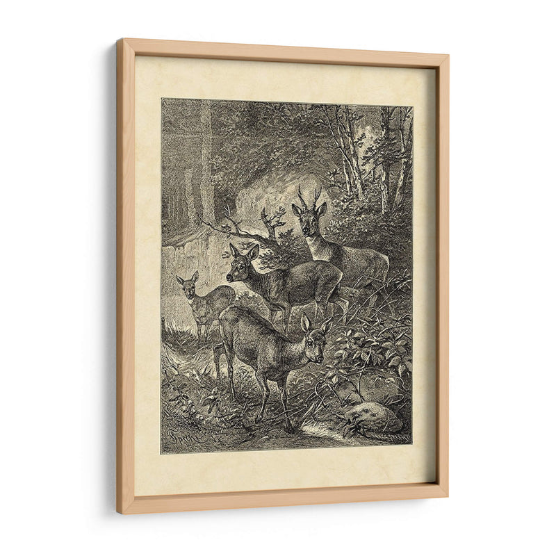 Vintage Roe Deer I - Friedrich Specht | Cuadro decorativo de Canvas Lab