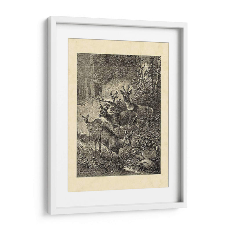 Vintage Roe Deer I - Friedrich Specht | Cuadro decorativo de Canvas Lab