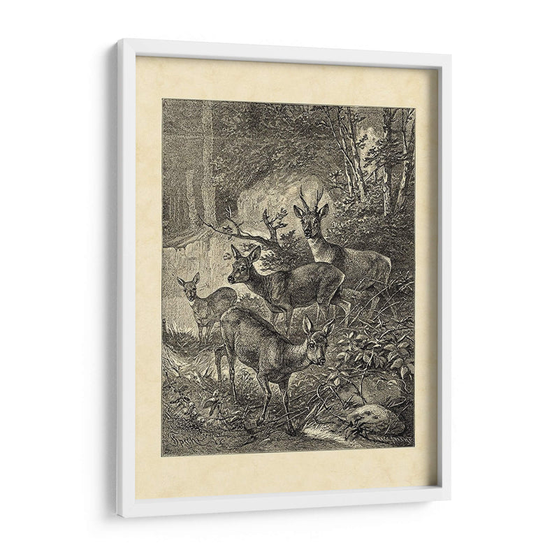 Vintage Roe Deer I - Friedrich Specht | Cuadro decorativo de Canvas Lab