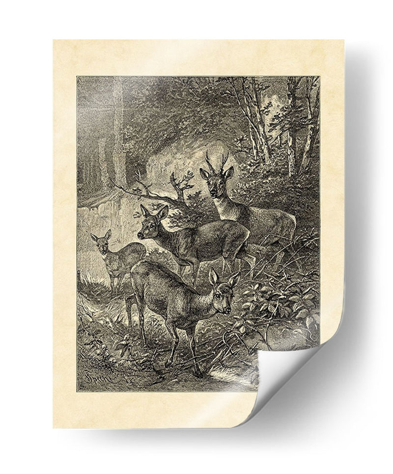 Vintage Roe Deer I - Friedrich Specht | Cuadro decorativo de Canvas Lab