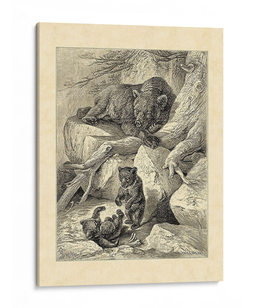 Oso Marrón Común Vintage - Friedrich Specht | Cuadro decorativo de Canvas Lab