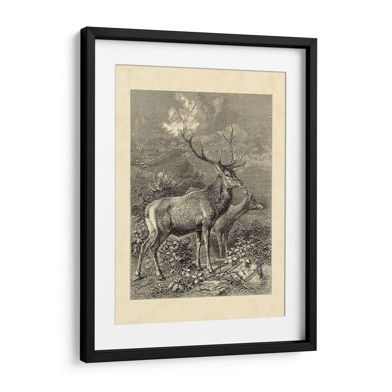 Vintage Roe Deer Ii - Friedrich Specht | Cuadro decorativo de Canvas Lab