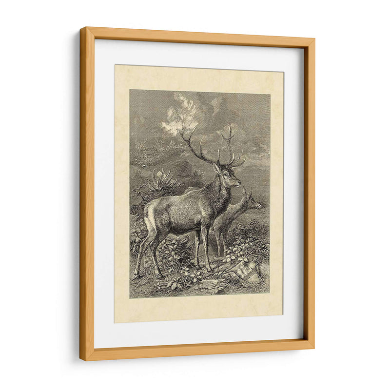 Vintage Roe Deer Ii - Friedrich Specht | Cuadro decorativo de Canvas Lab