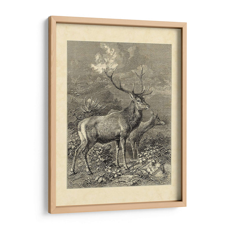 Vintage Roe Deer Ii - Friedrich Specht | Cuadro decorativo de Canvas Lab