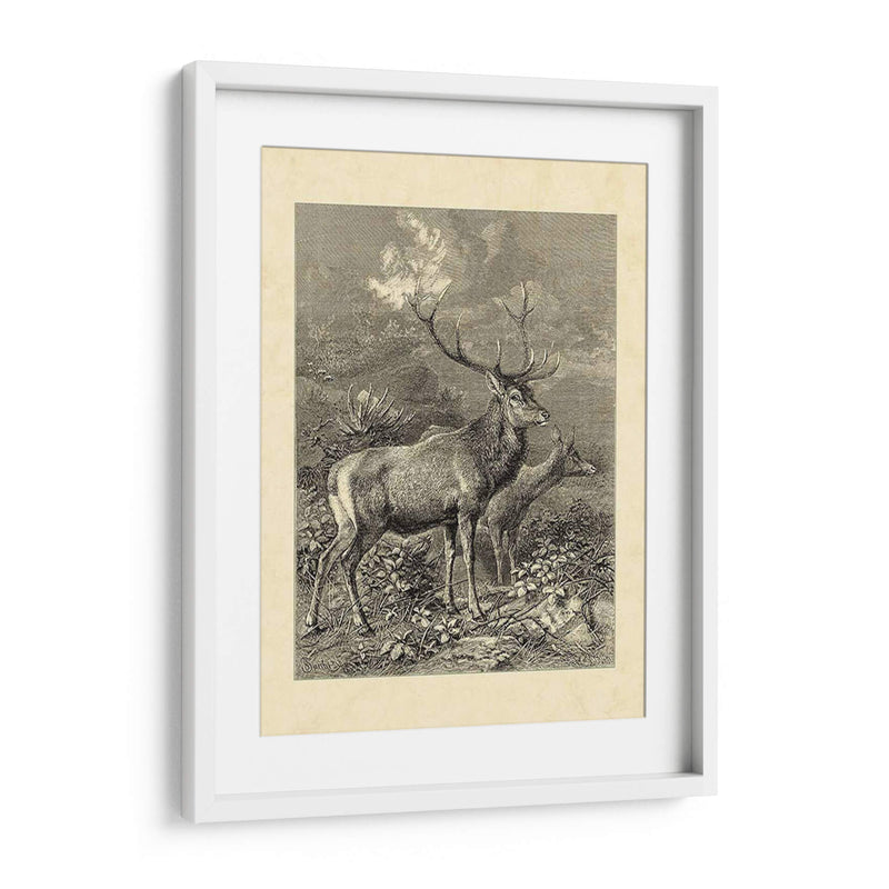 Vintage Roe Deer Ii - Friedrich Specht | Cuadro decorativo de Canvas Lab