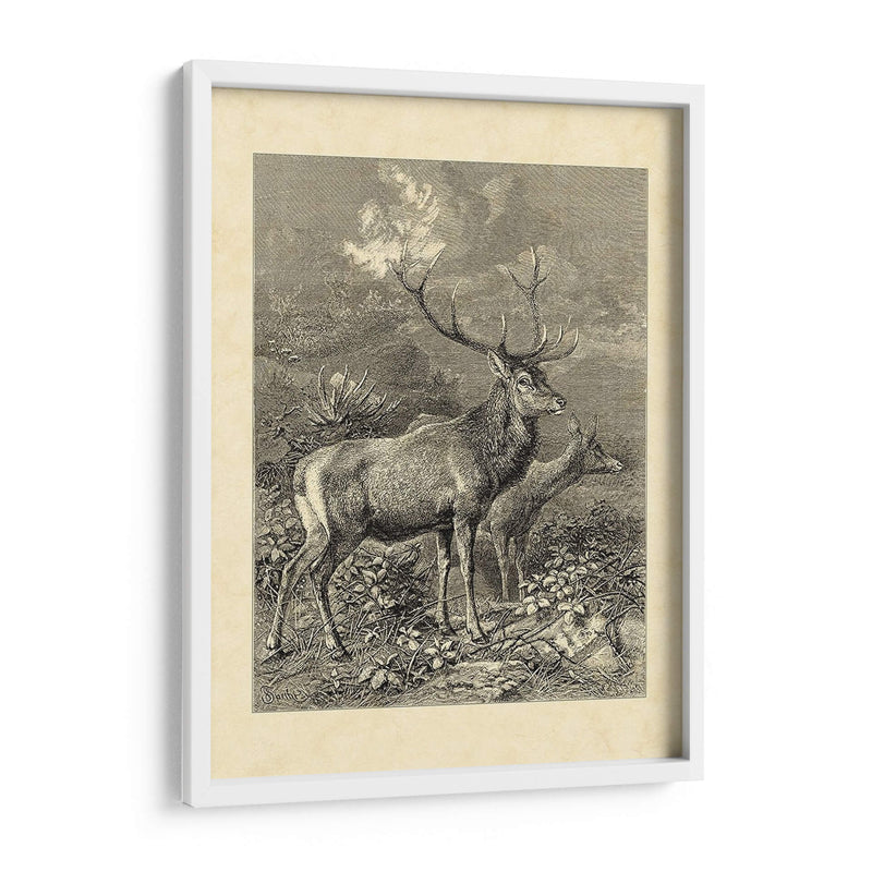 Vintage Roe Deer Ii - Friedrich Specht | Cuadro decorativo de Canvas Lab