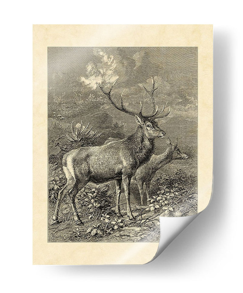 Vintage Roe Deer Ii - Friedrich Specht | Cuadro decorativo de Canvas Lab