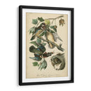 Audubon Wood Duck - John James Audubon | Cuadro decorativo de Canvas Lab