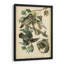Audubon Wood Duck - John James Audubon | Cuadro decorativo de Canvas Lab