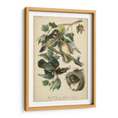 Audubon Wood Duck - John James Audubon | Cuadro decorativo de Canvas Lab
