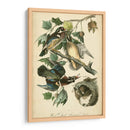 Audubon Wood Duck - John James Audubon | Cuadro decorativo de Canvas Lab