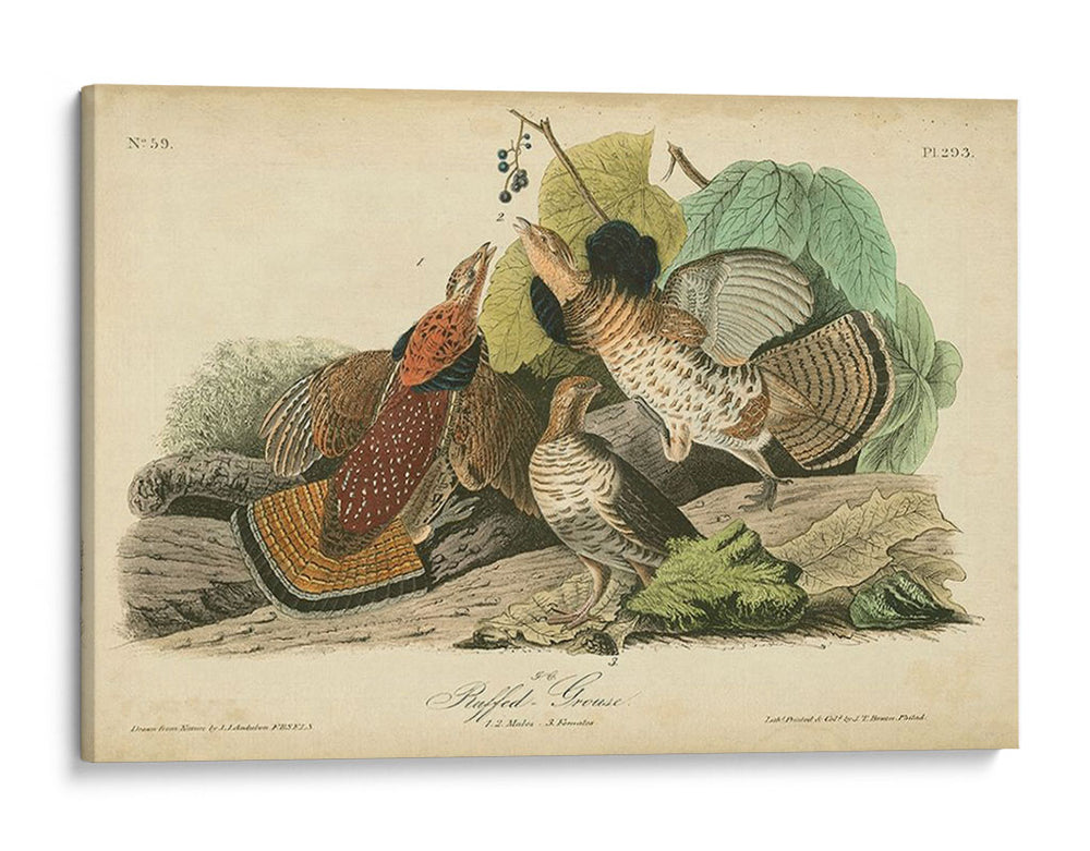 Audubon Ruffed Grouse - John James Audubon | Cuadro decorativo de Canvas Lab