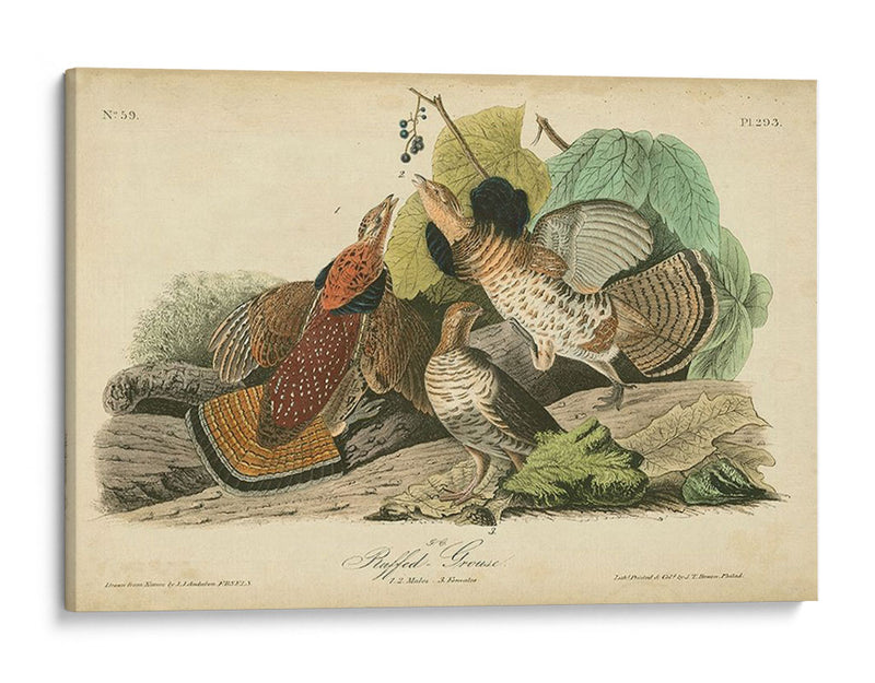 Audubon Ruffed Grouse - John James Audubon | Cuadro decorativo de Canvas Lab