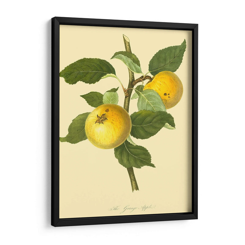 La Manzana De Grange | Cuadro decorativo de Canvas Lab