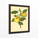 La Manzana De Grange | Cuadro decorativo de Canvas Lab