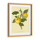 La Manzana De Grange | Cuadro decorativo de Canvas Lab