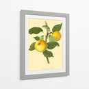 La Manzana De Grange | Cuadro decorativo de Canvas Lab