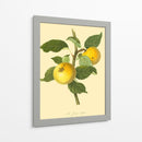 La Manzana De Grange | Cuadro decorativo de Canvas Lab