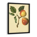 La Pera De Longland | Cuadro decorativo de Canvas Lab