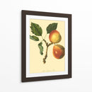 La Pera De Longland | Cuadro decorativo de Canvas Lab