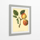 La Pera De Longland | Cuadro decorativo de Canvas Lab