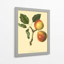La Pera De Longland | Cuadro decorativo de Canvas Lab