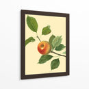 El Pippin Naranja | Cuadro decorativo de Canvas Lab