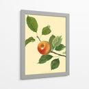 El Pippin Naranja | Cuadro decorativo de Canvas Lab