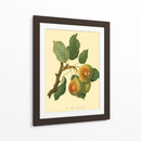 La Pera De Teinton Squash | Cuadro decorativo de Canvas Lab