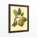 La Pera De Teinton Squash | Cuadro decorativo de Canvas Lab