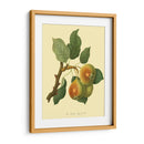 La Pera De Teinton Squash | Cuadro decorativo de Canvas Lab