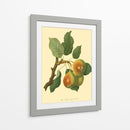 La Pera De Teinton Squash | Cuadro decorativo de Canvas Lab