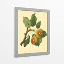 La Pera De Teinton Squash | Cuadro decorativo de Canvas Lab