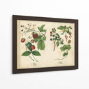 Frutas De La Cocina Ii | Cuadro decorativo de Canvas Lab