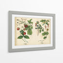 Frutas De La Cocina Ii | Cuadro decorativo de Canvas Lab