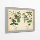 Frutas De La Cocina Ii | Cuadro decorativo de Canvas Lab