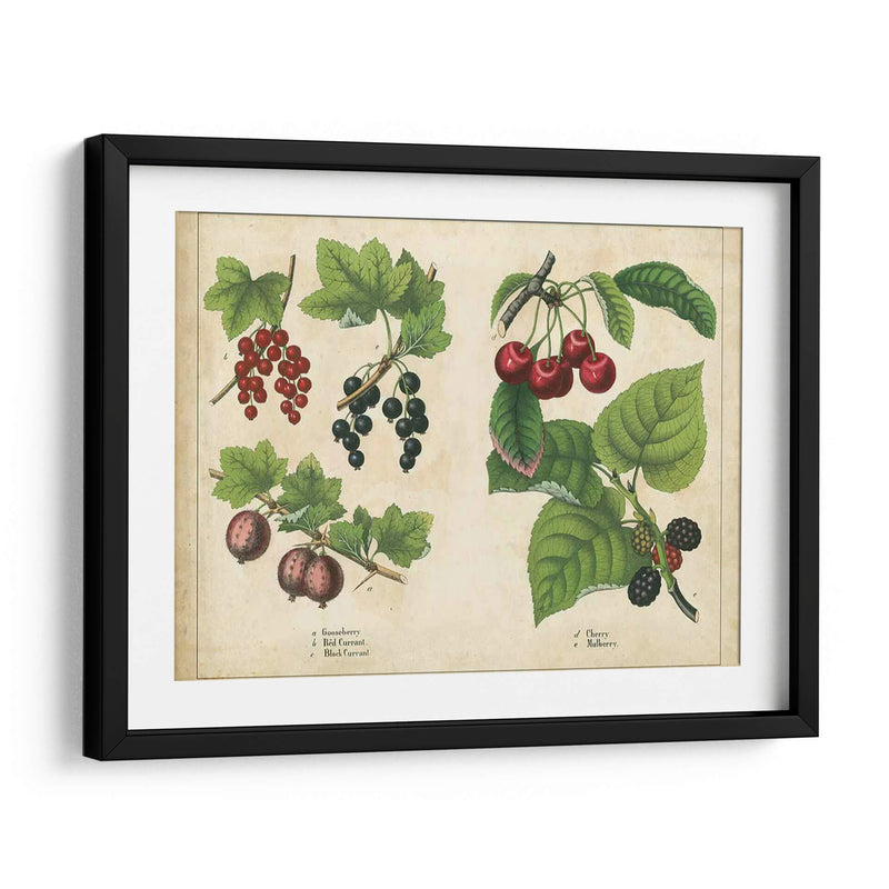 Frutas De La Cocina Iii | Cuadro decorativo de Canvas Lab