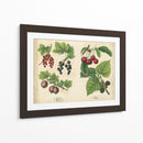 Frutas De La Cocina Iii | Cuadro decorativo de Canvas Lab