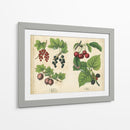 Frutas De La Cocina Iii | Cuadro decorativo de Canvas Lab