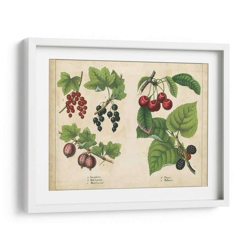 Frutas De La Cocina Iii | Cuadro decorativo de Canvas Lab