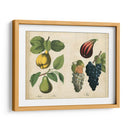 Frutas De La Cocina Iv | Cuadro decorativo de Canvas Lab